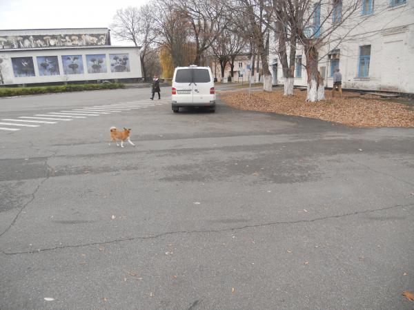 Chernobyl town area - and friendly stray dogs