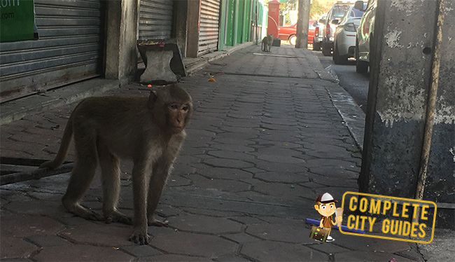 Exploring The Thailand Monkey City of Lopburi (and how to get there ...