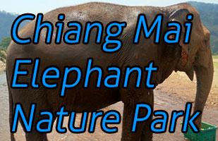 Elephant Nature Park - Ethically See Elephants in Chiang Mai (And What Really Goes On There)