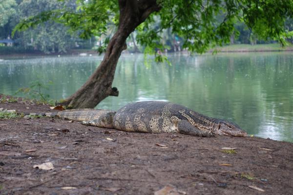 Exploring Bangkok S Lumpini Park And The Monitor Lizards Complete City Guides Travel Blog