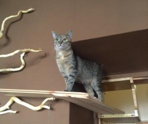 Kocia Kawiarnia Kociarnia Cat  Cafe  Complete City 